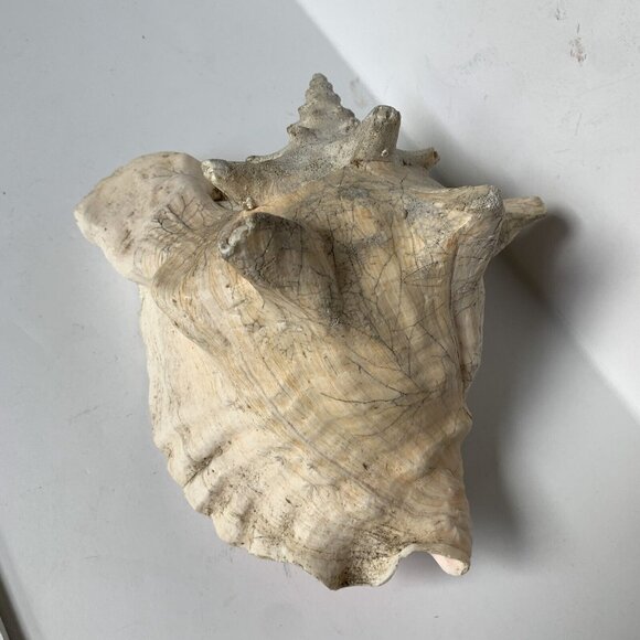 Large Conch Shell Unknown Type 8" - Picture 4 of 5
